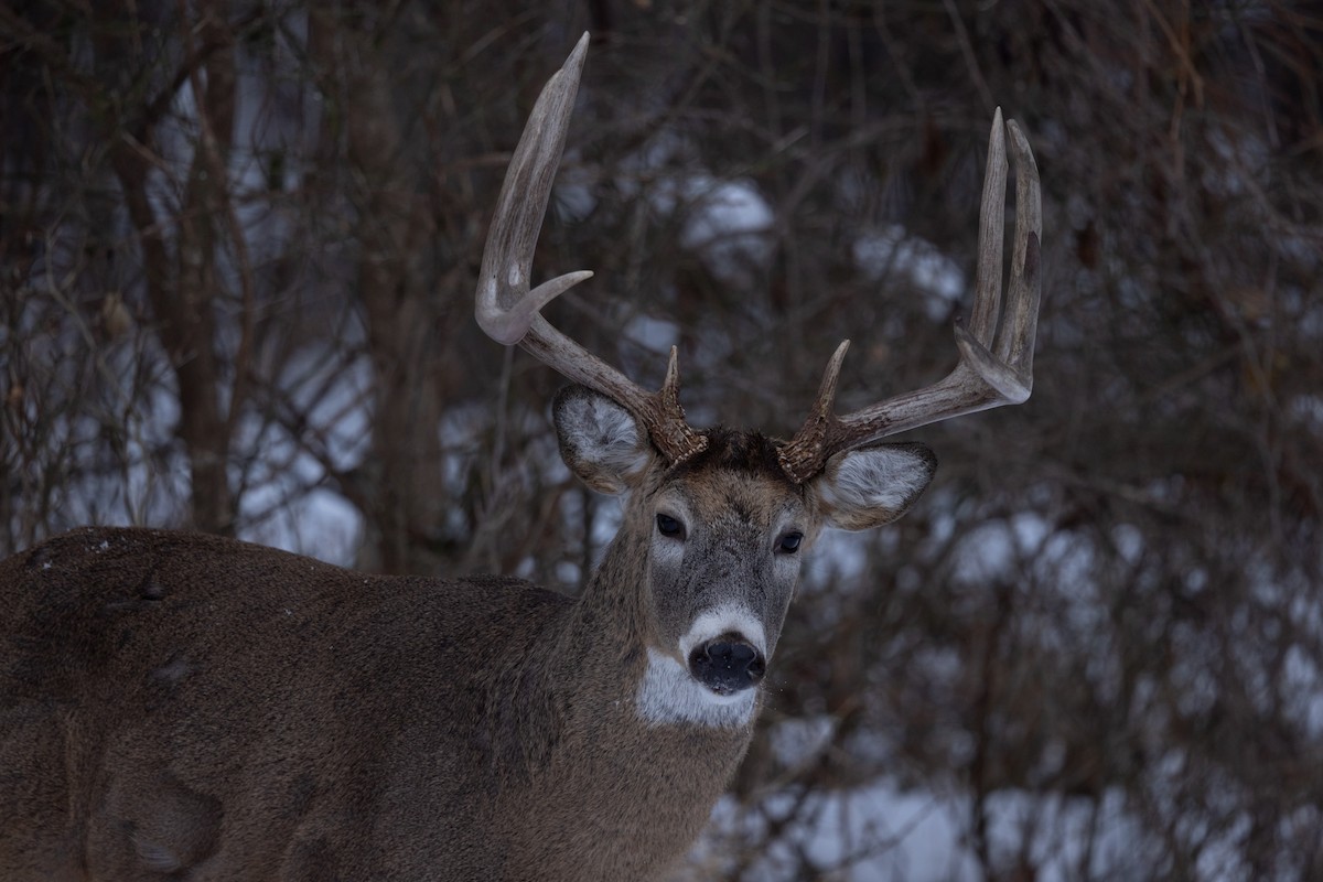 White-tailed Deer - ML646613844