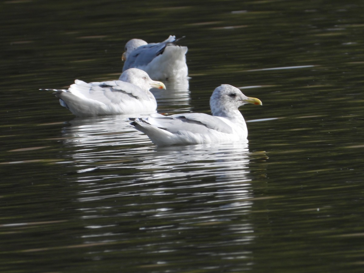 racek americký - ML646613845