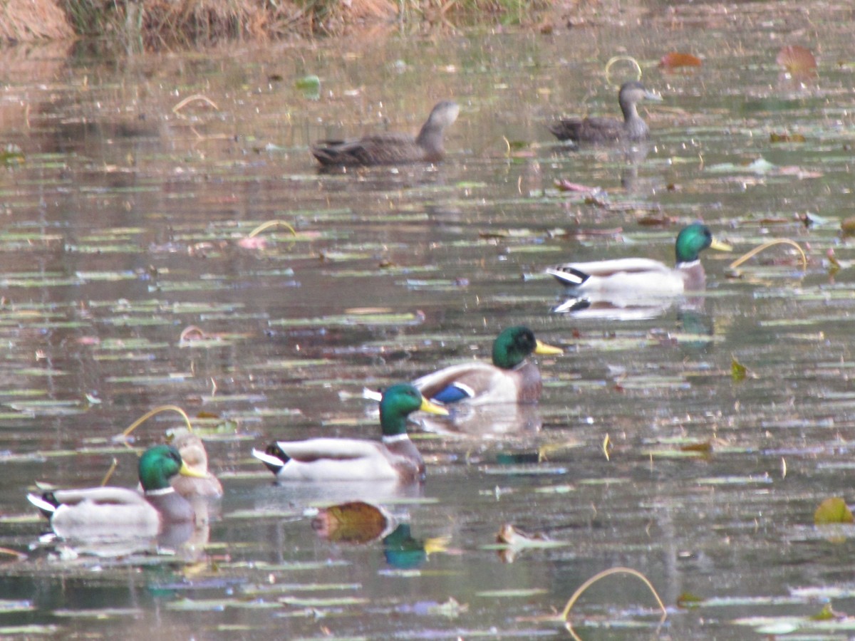 ברכיה - ML646613847