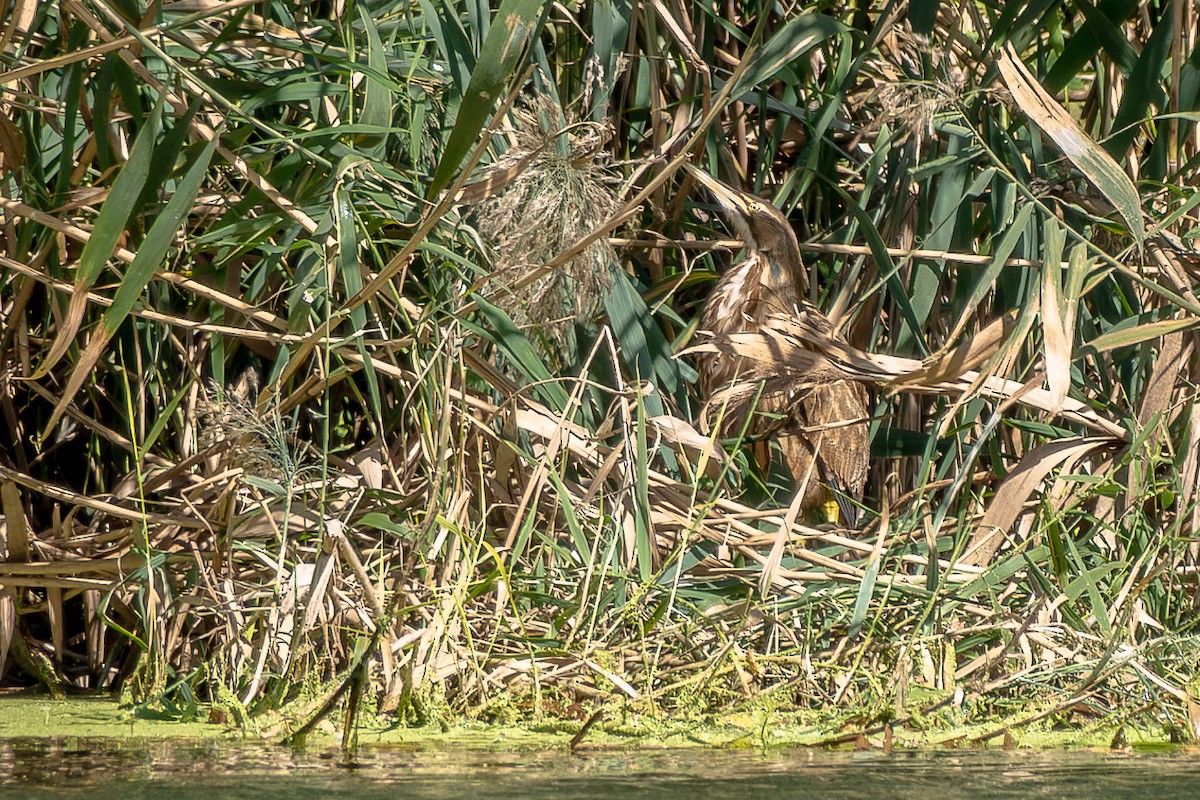 American Bittern - ML646613848