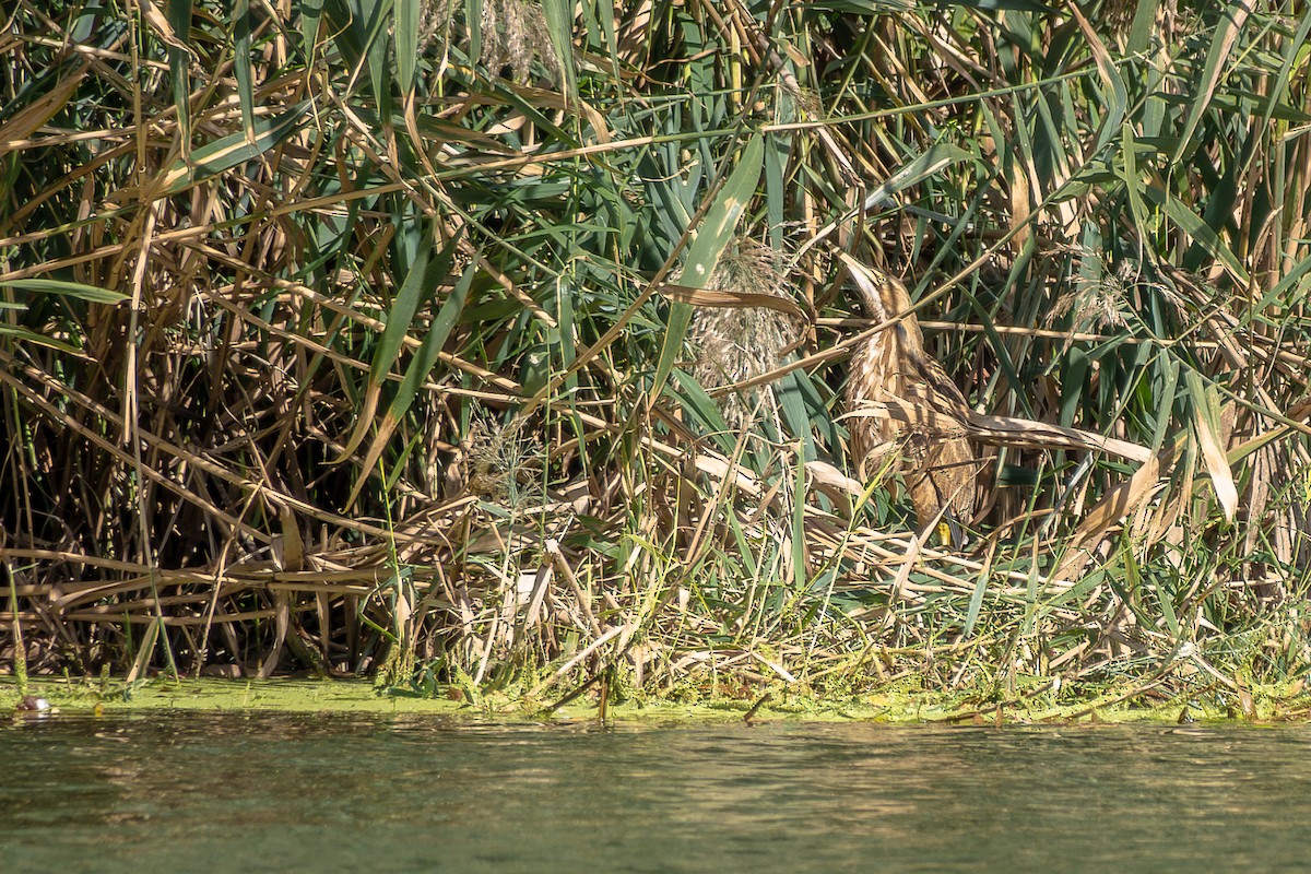 American Bittern - ML646613849