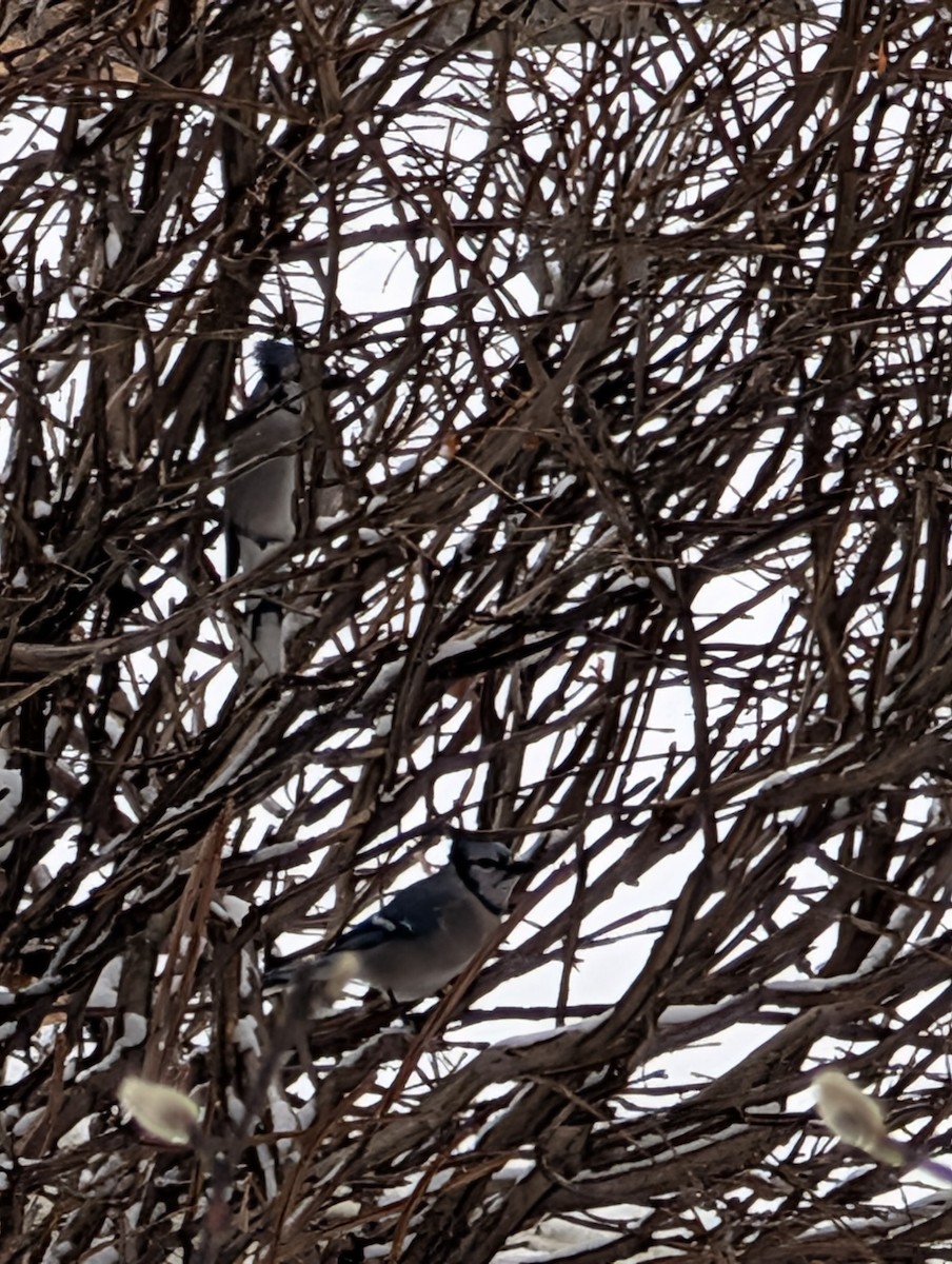 Blue Jay - ML646613850