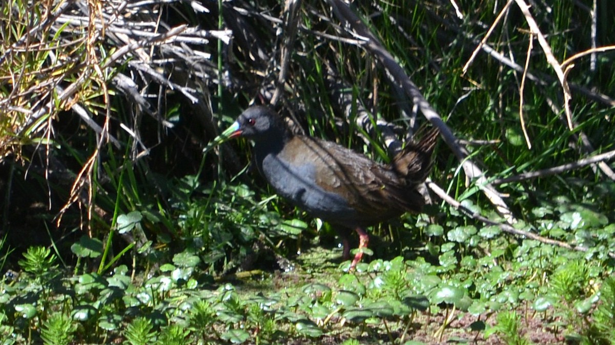 Plumbeous Rail - ML646613852