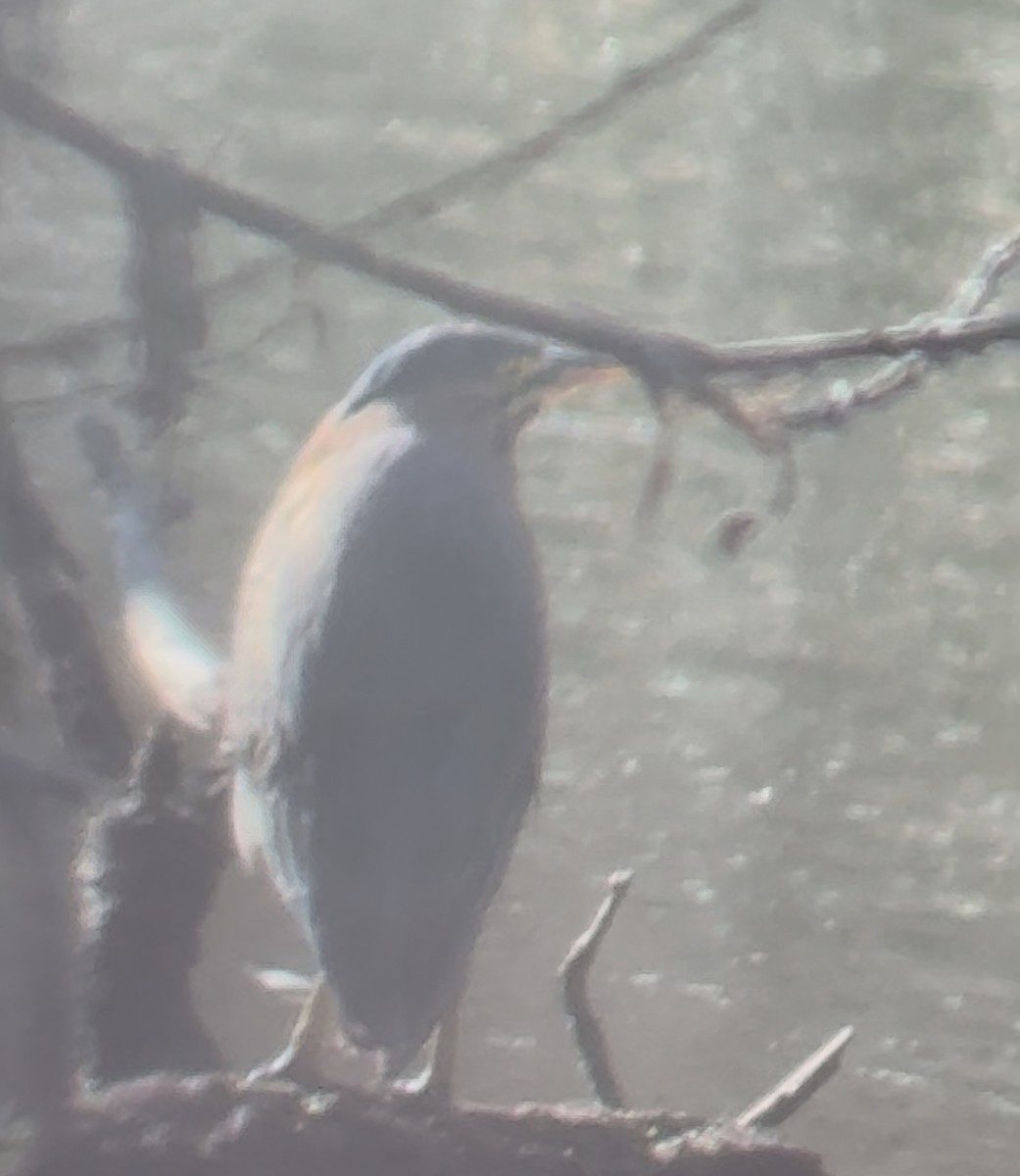 Green Heron - ML646613853