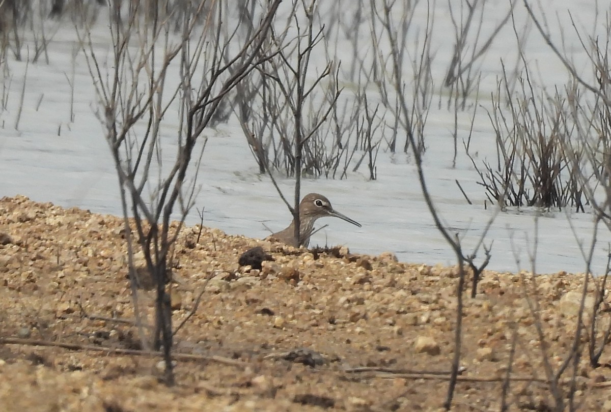 クサシギ - ML646613855