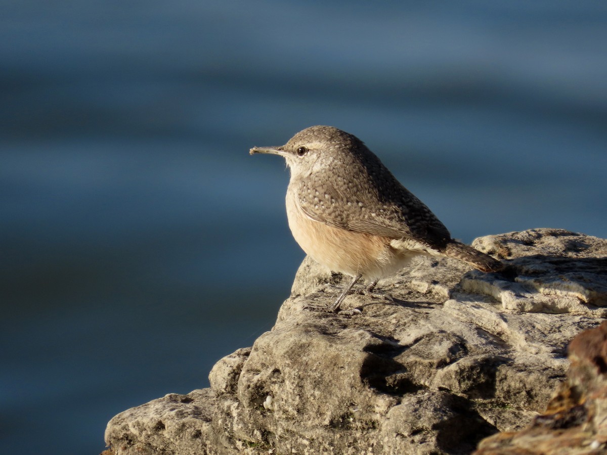 Rock Wren - ML646613858