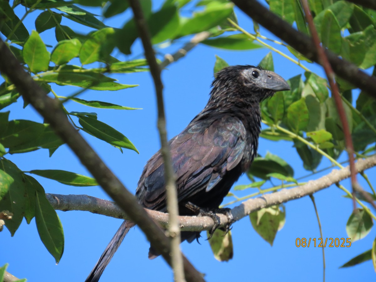 Groove-billed Ani - ML646613864