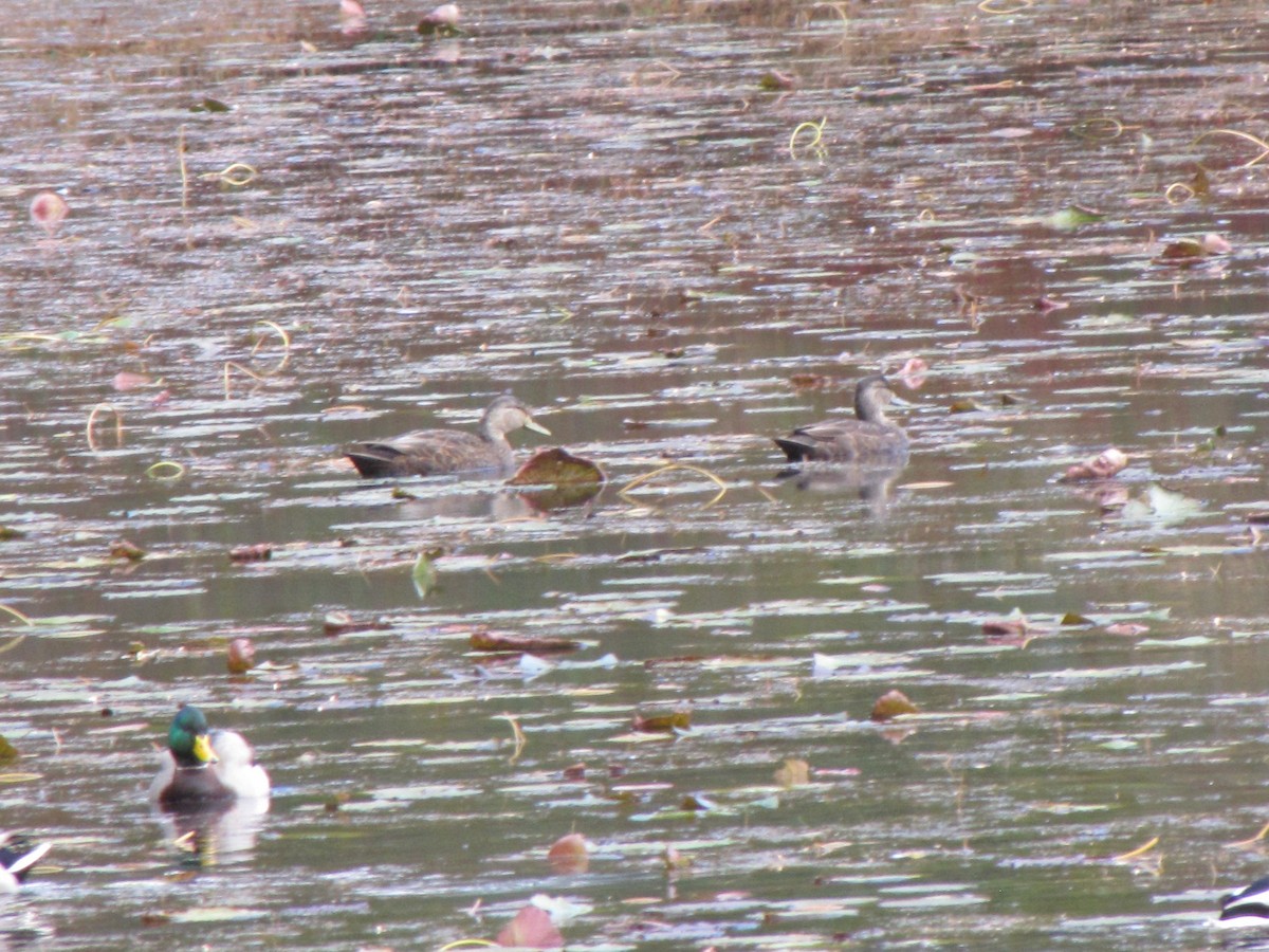 ברווז שחור אמריקני - ML646613865