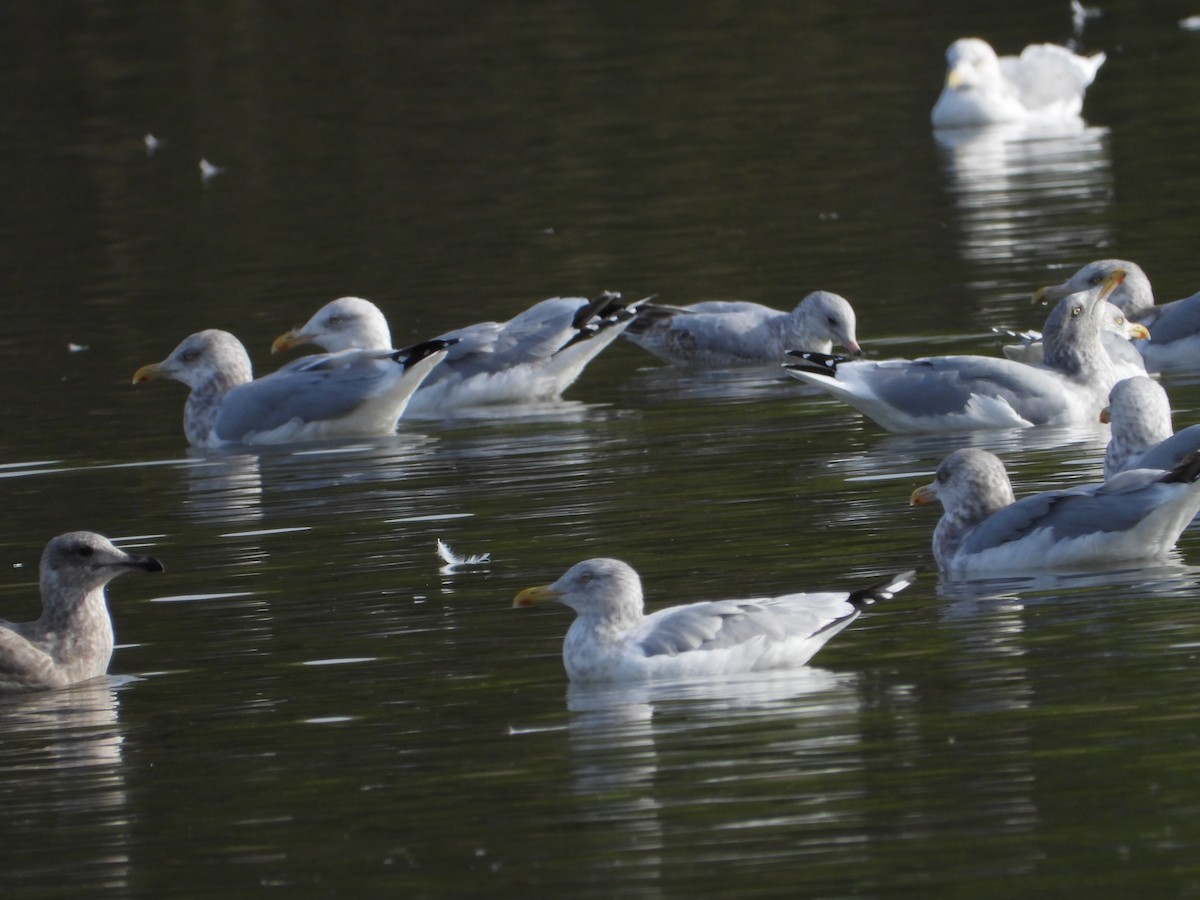 racek americký - ML646613866