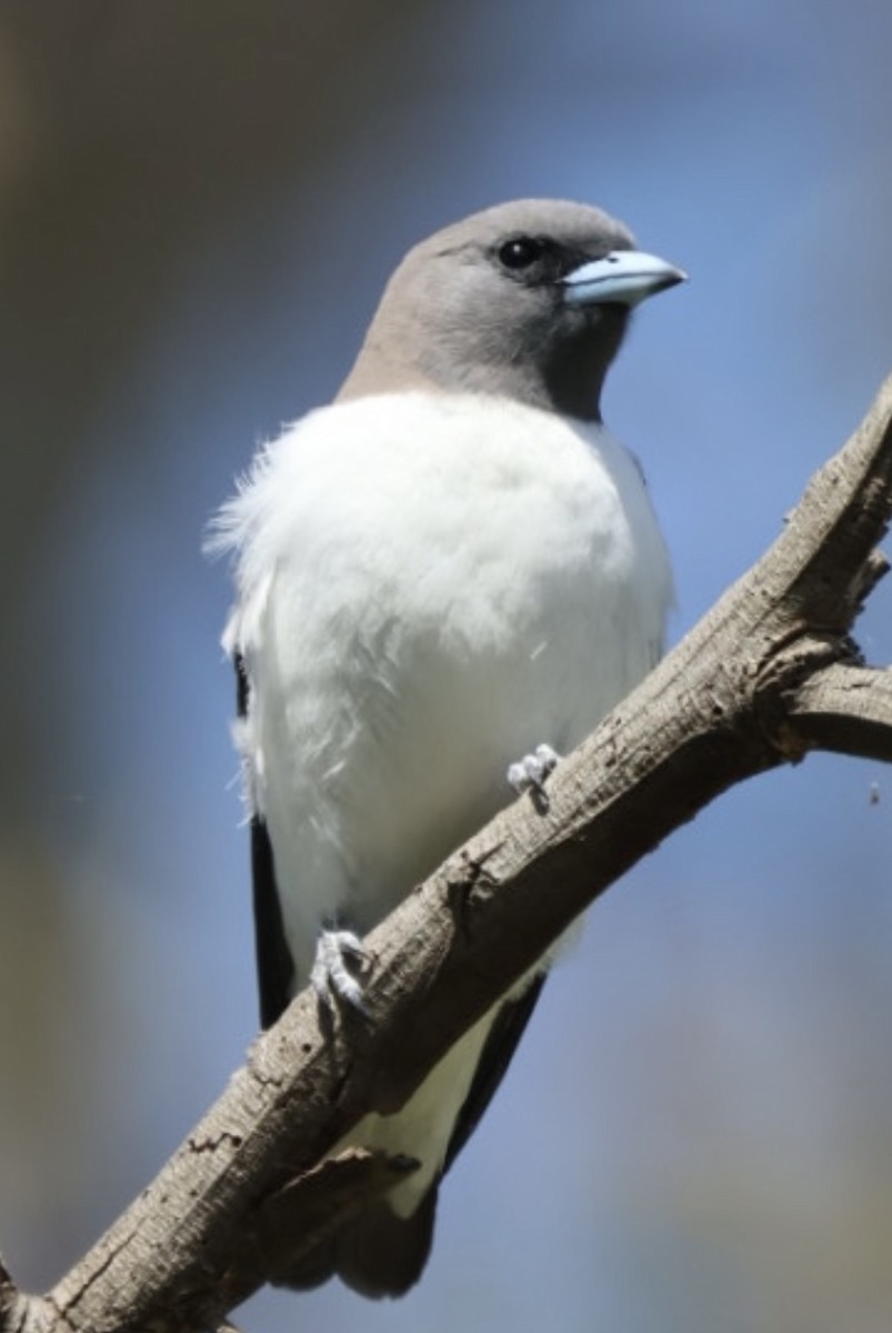 White-breasted Woodswallow - ML646613870