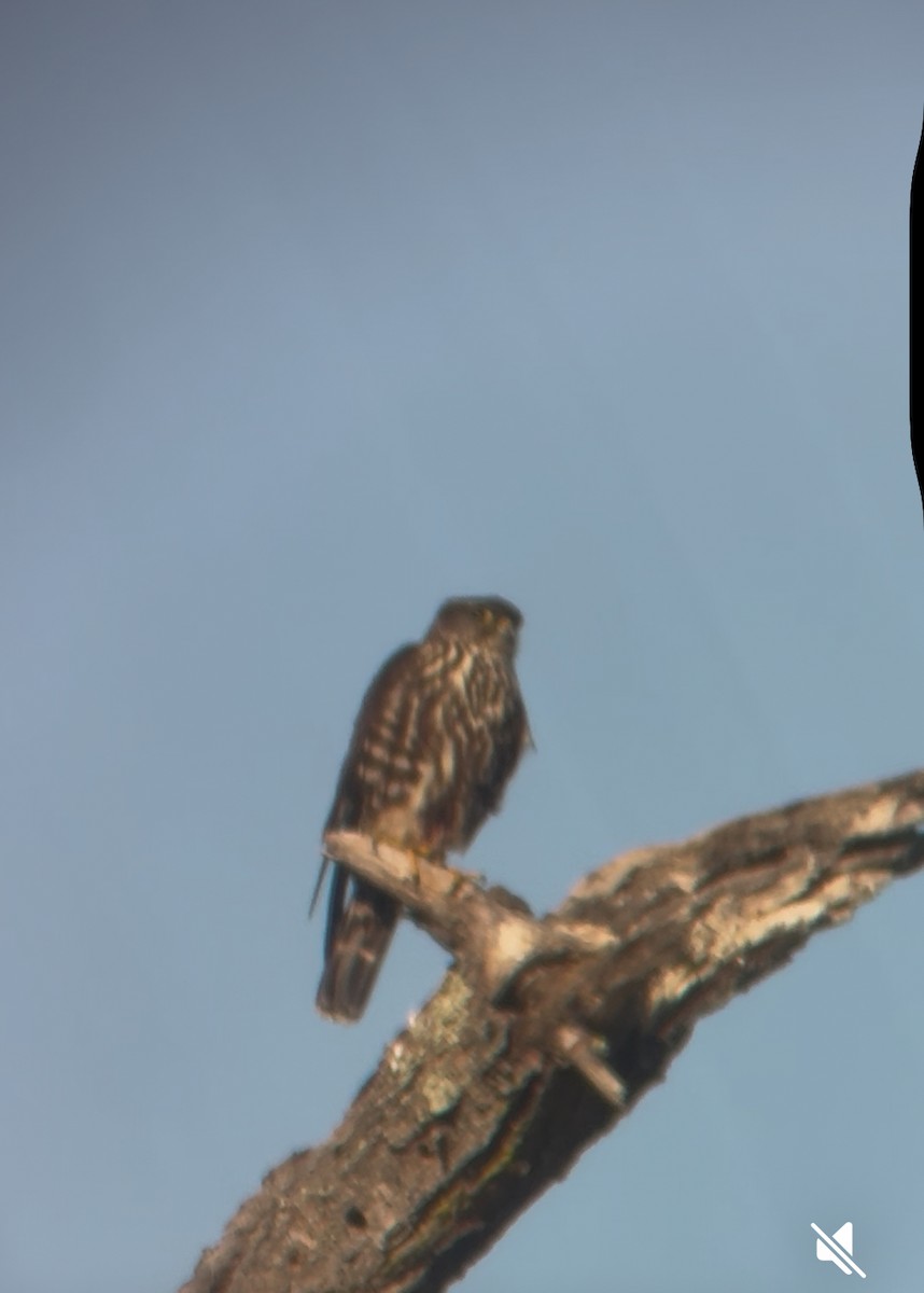 Merlin - ML646613871