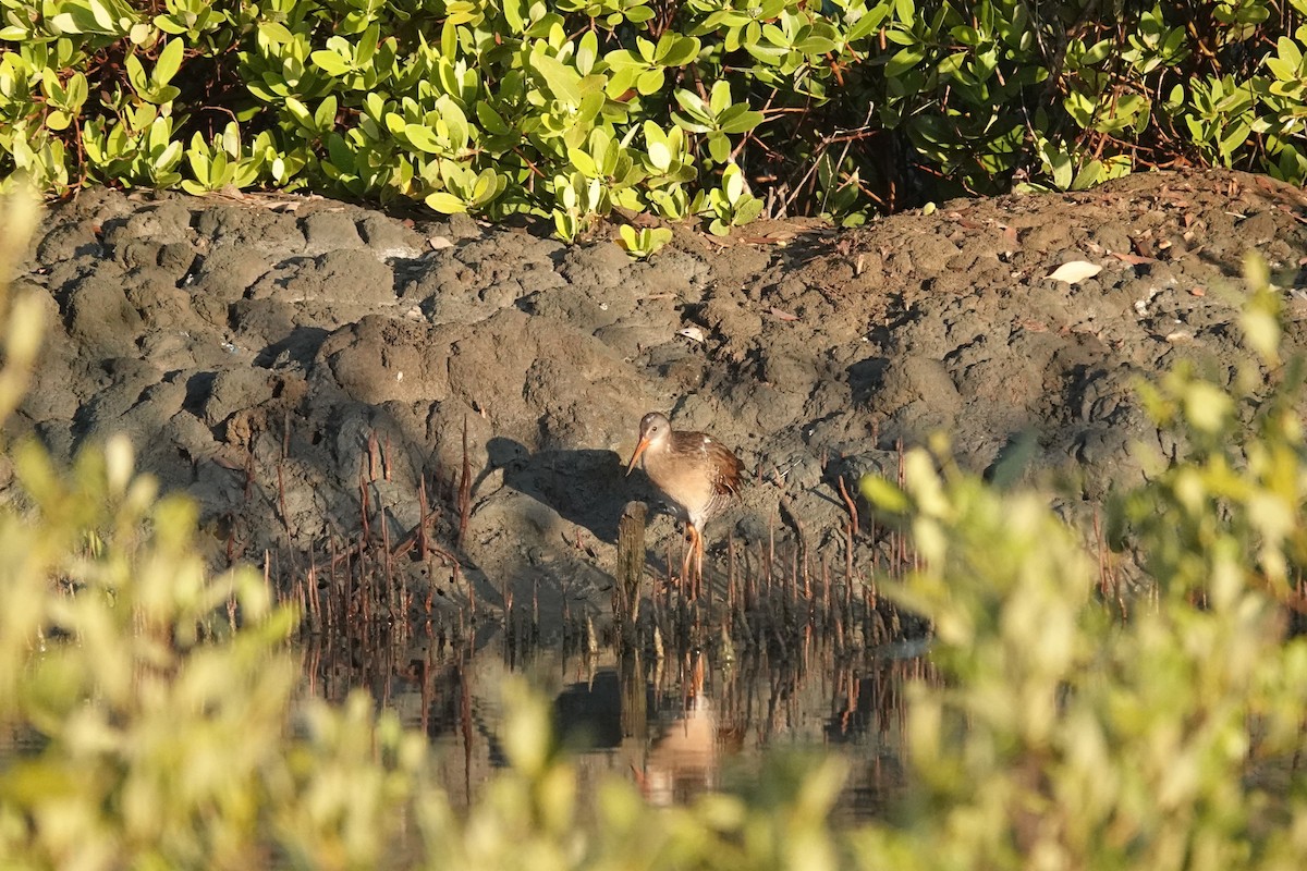 Clapper Rail - ML646613873