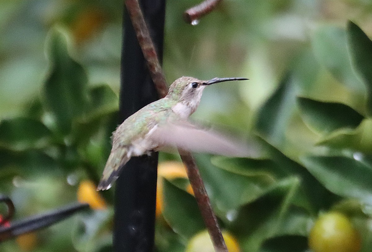 Schwarzkinnkolibri - ML646613875