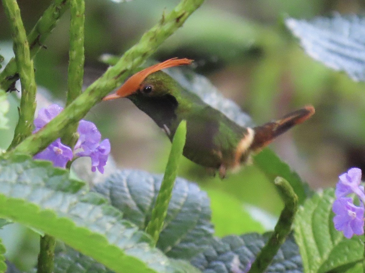 Rufous-crested Coquette - ML646613876