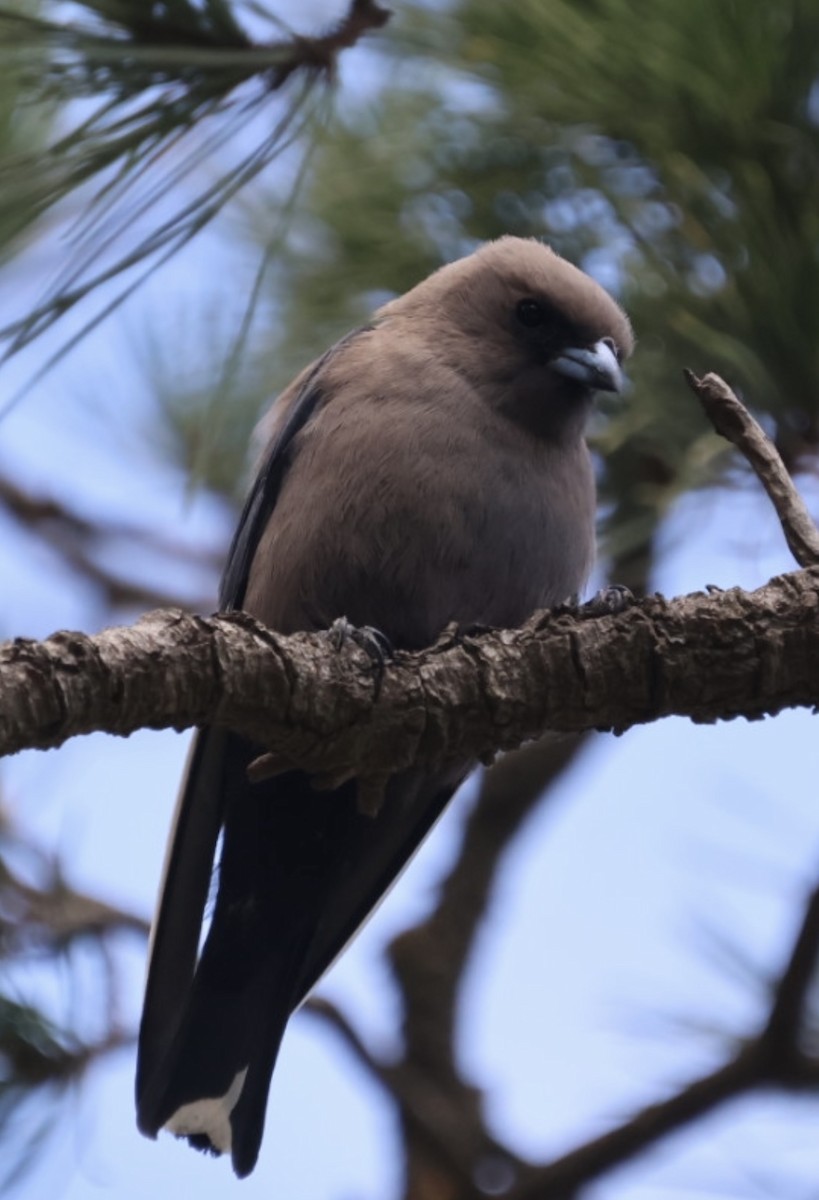 Dusky Woodswallow - ML646613877