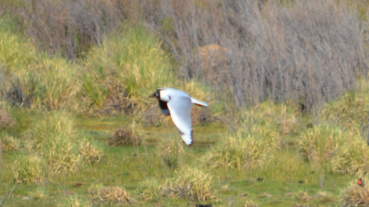 Andean Gull - ML646613885