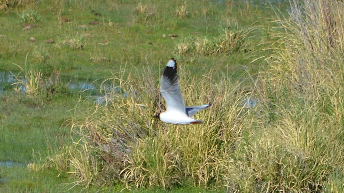 Andean Gull - ML646613886