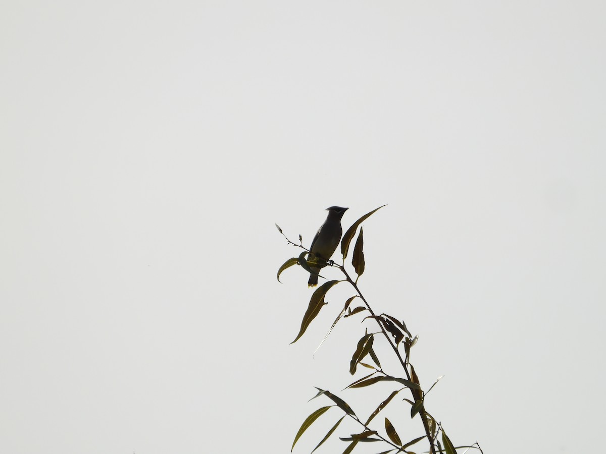 brkoslav americký - ML646613887