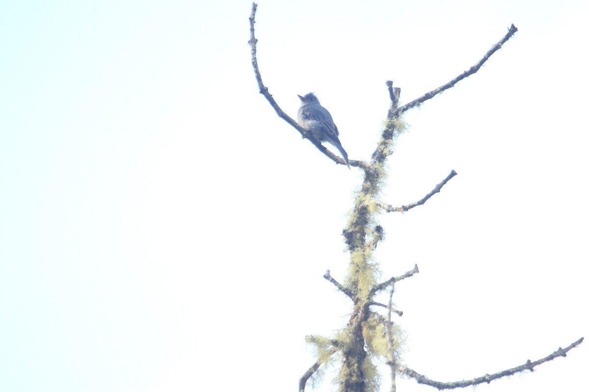 Smoke-colored Pewee - ML646613892