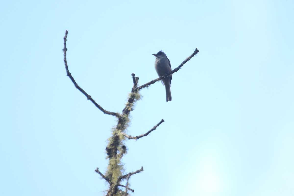 Smoke-colored Pewee - ML646613893