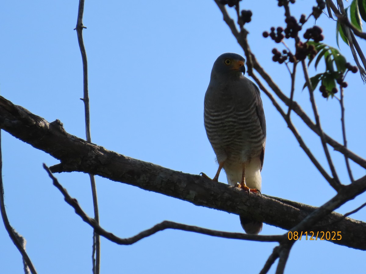 Roadside Hawk - ML646613896