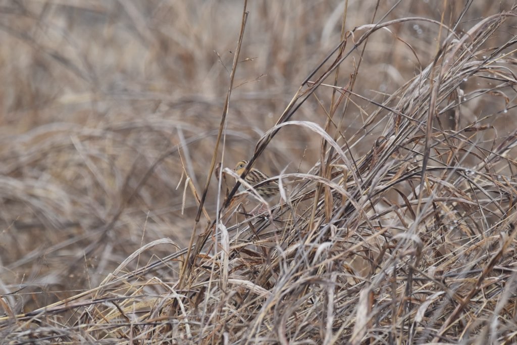 LeConte's Sparrow - ML646613897