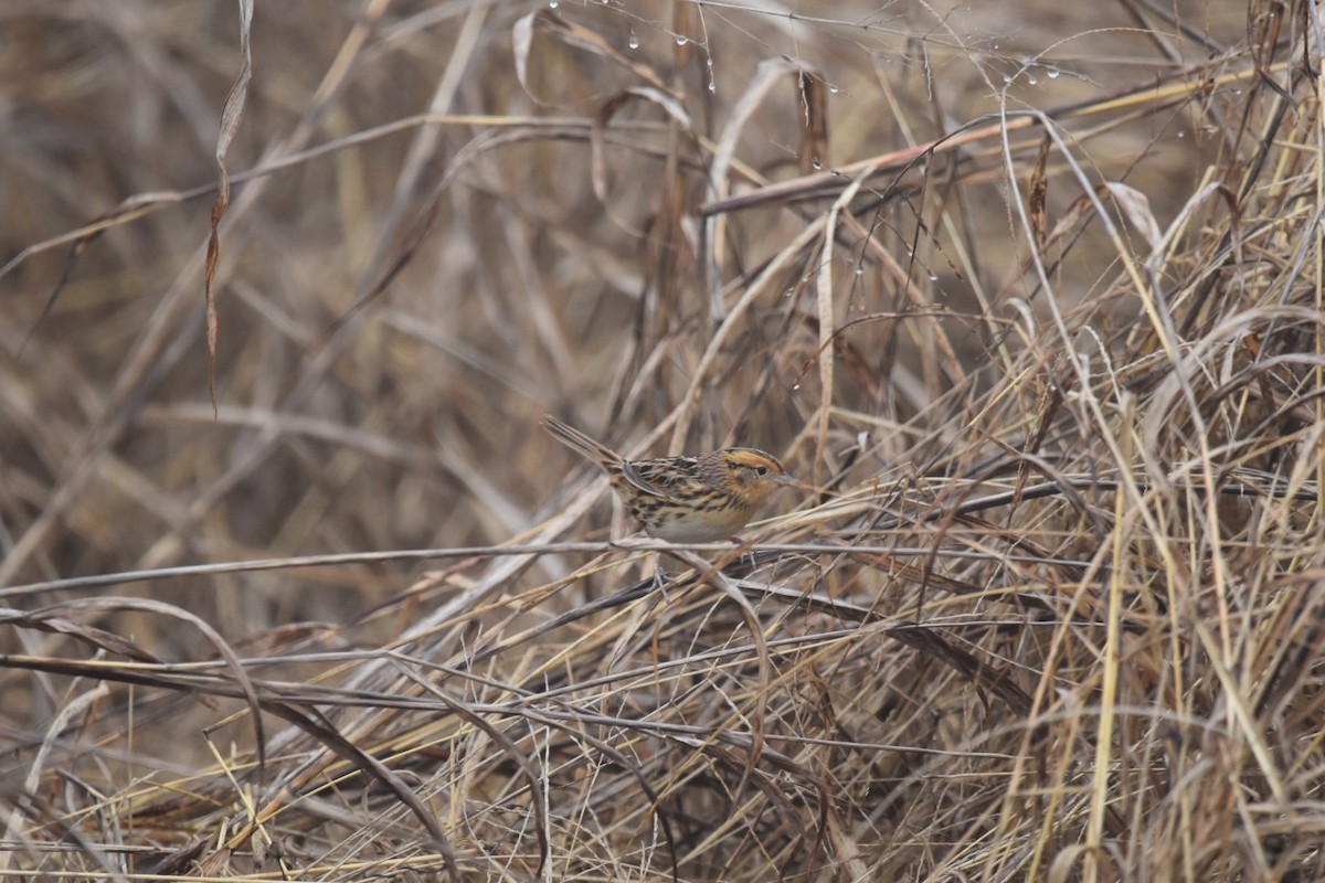 LeConte's Sparrow - ML646613898