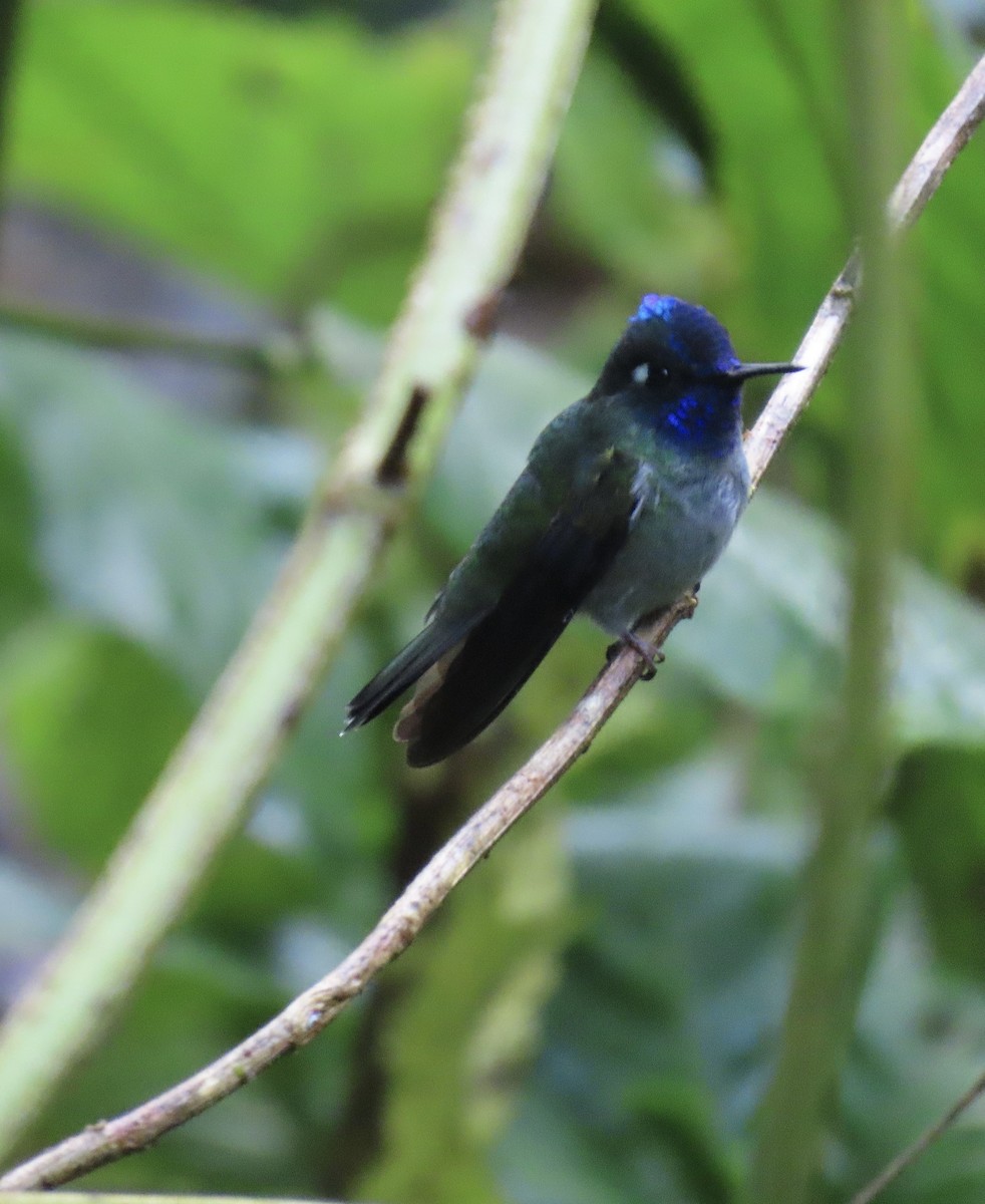 Violet-headed Hummingbird - ML646613901