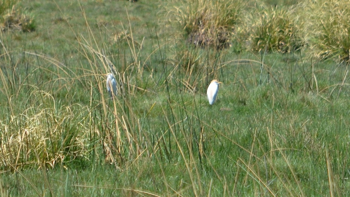 Airone guardabuoi - ML646613905