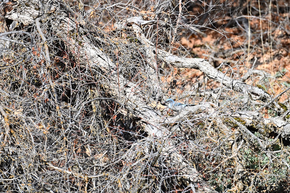 Woodhouse's Scrub-Jay - ML646613906