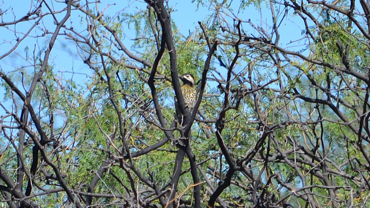 Carpintero Real - ML646613907