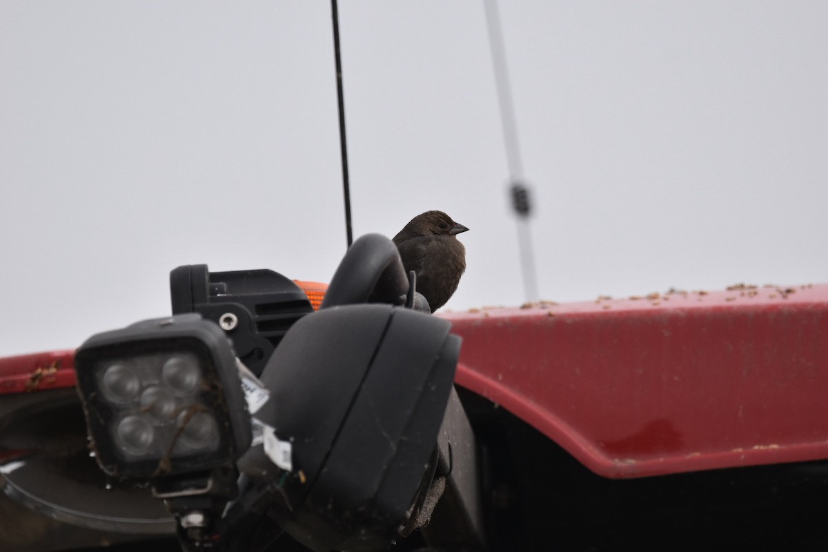 Коровий трупиал, буроголовый желтушник - ML646613908