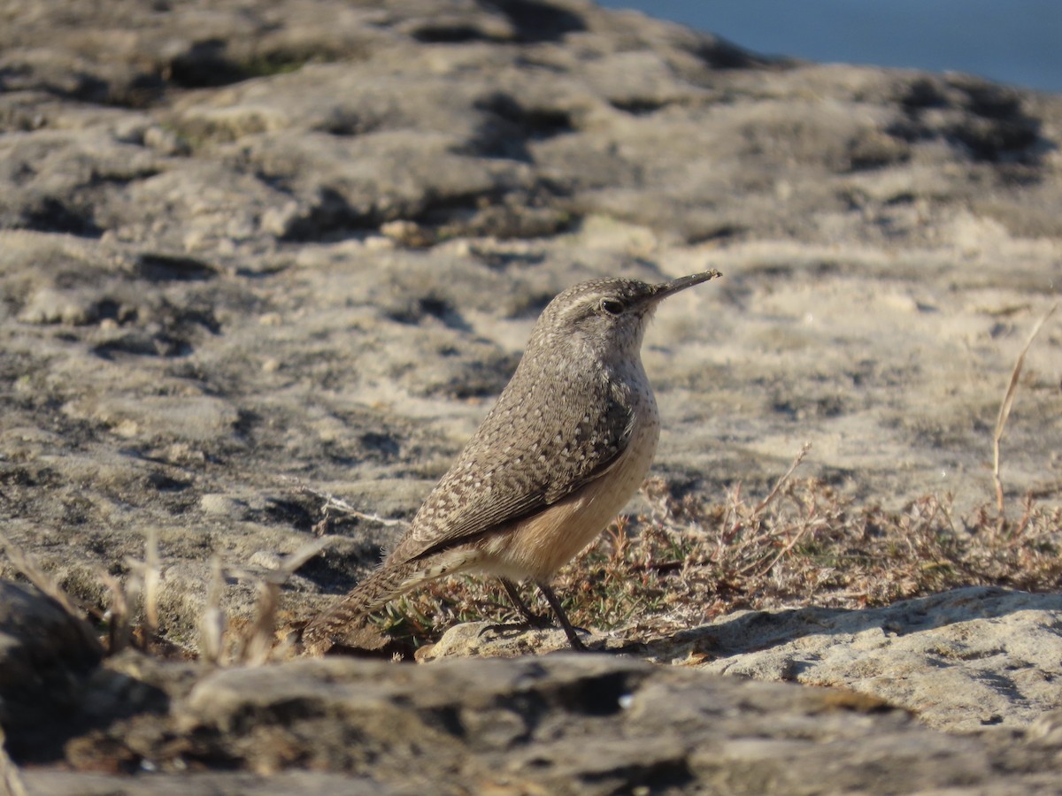 Rock Wren - ML646613909