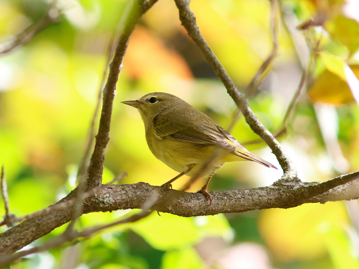 Orange-crowned Warbler - ML646613911