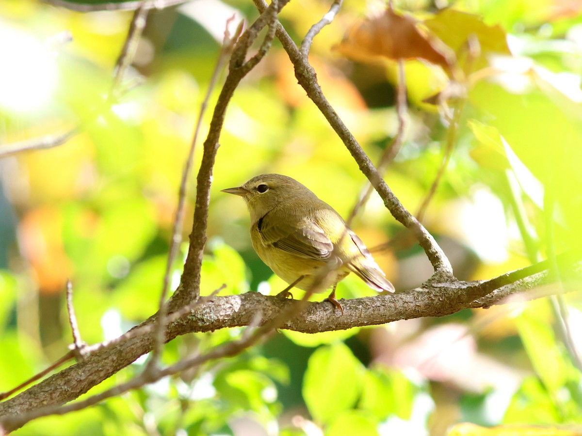 Orange-crowned Warbler - ML646613912