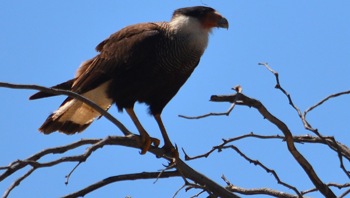 Crested Caracara - ML646613913