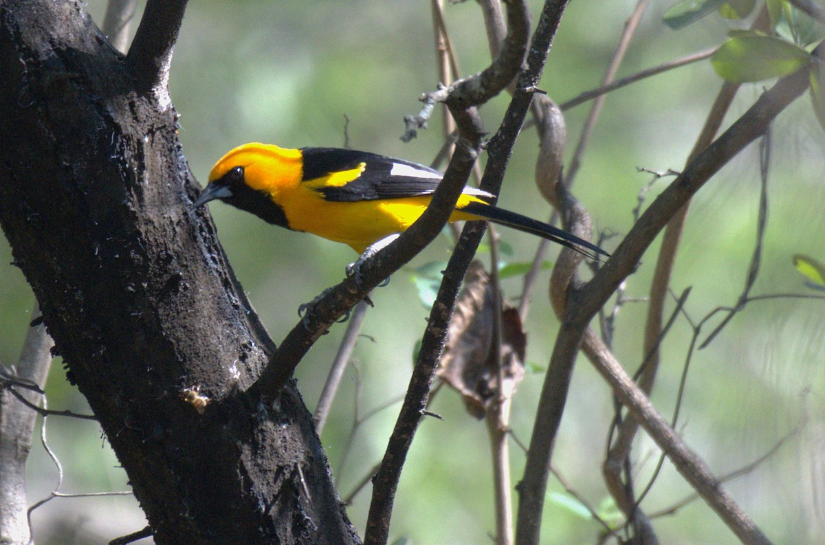 hvittipptrupial - ML646613916