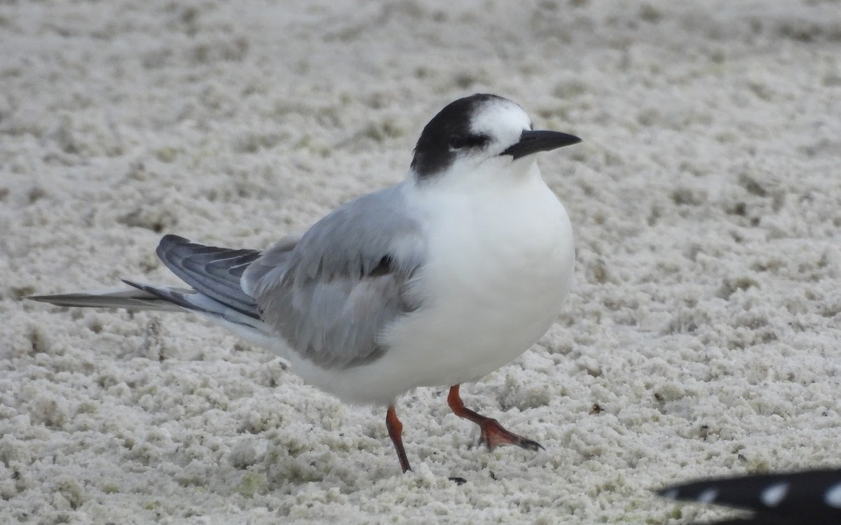 tern sp. - ML646613917