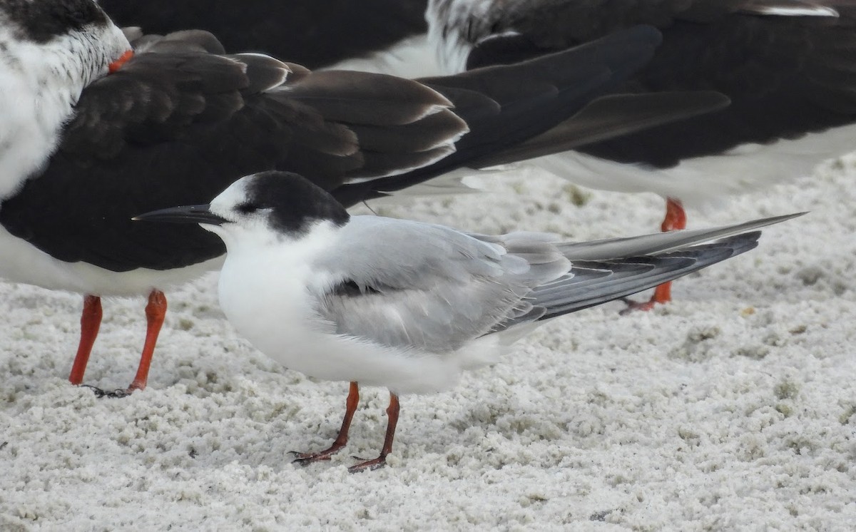 tern sp. - ML646613918