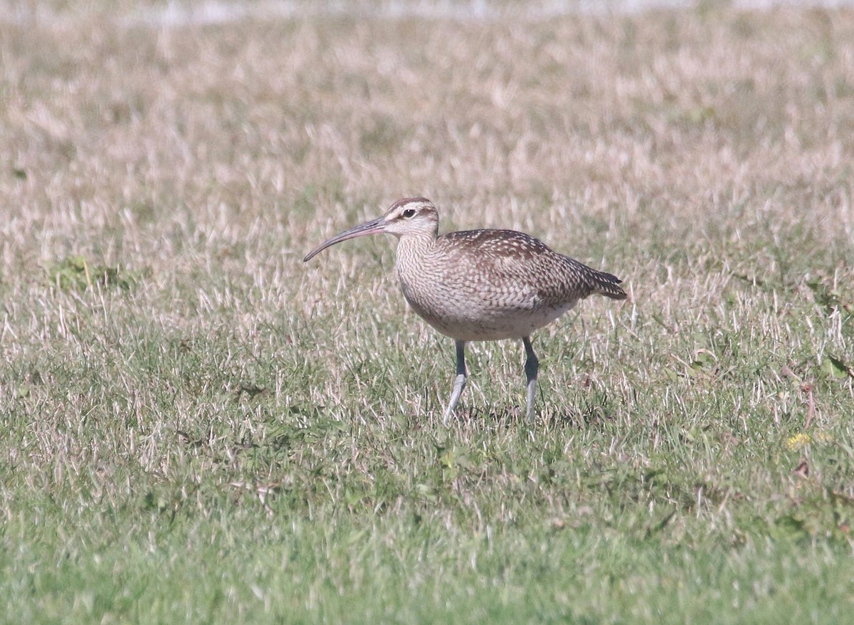 Hudsonbrachvogel - ML646613922