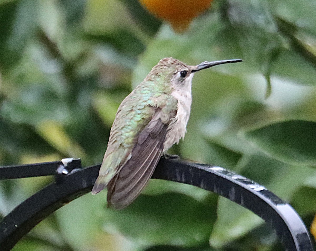 Schwarzkinnkolibri - ML646613923