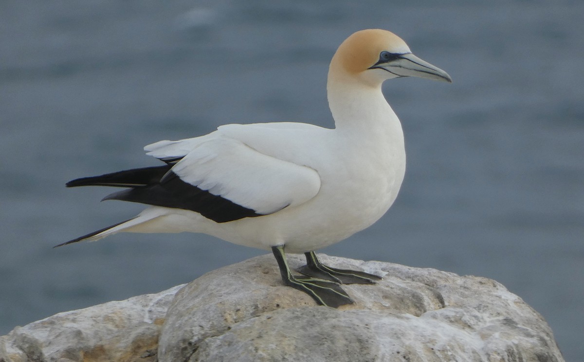 Australasian Gannet - ML646613924