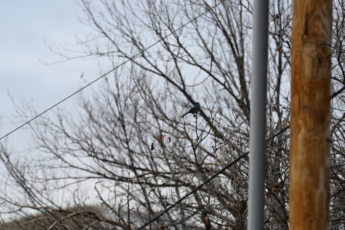 Woodhouse's Scrub-Jay - ML646613925