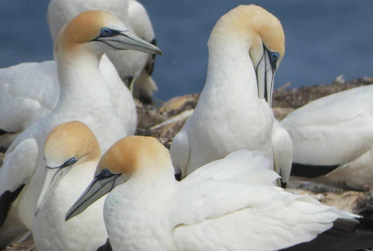 Australasian Gannet - ML646613926