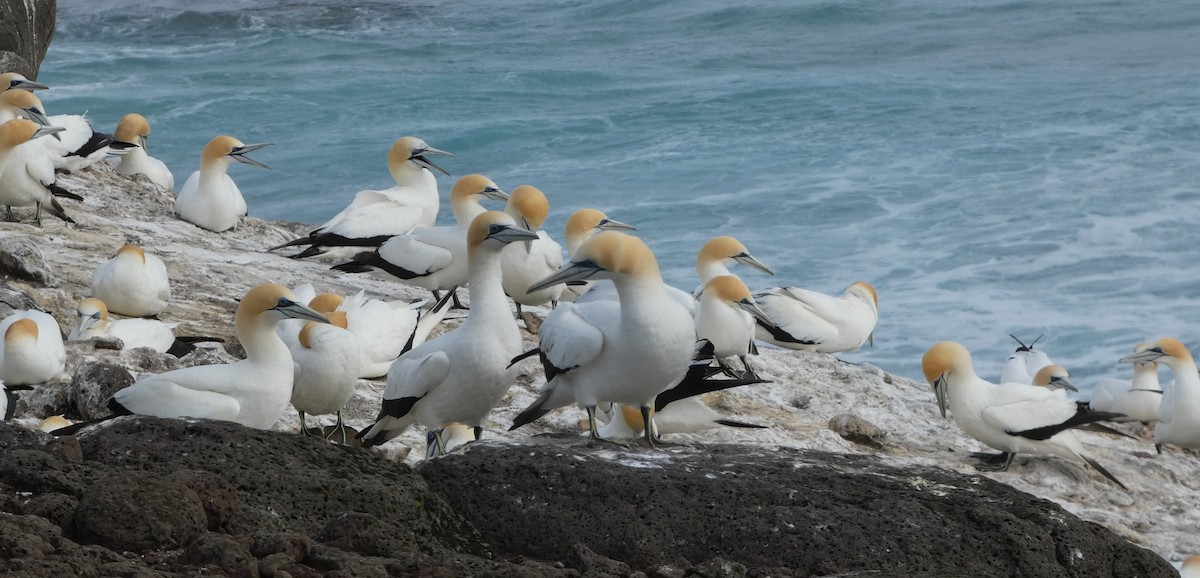 Australasian Gannet - ML646613927
