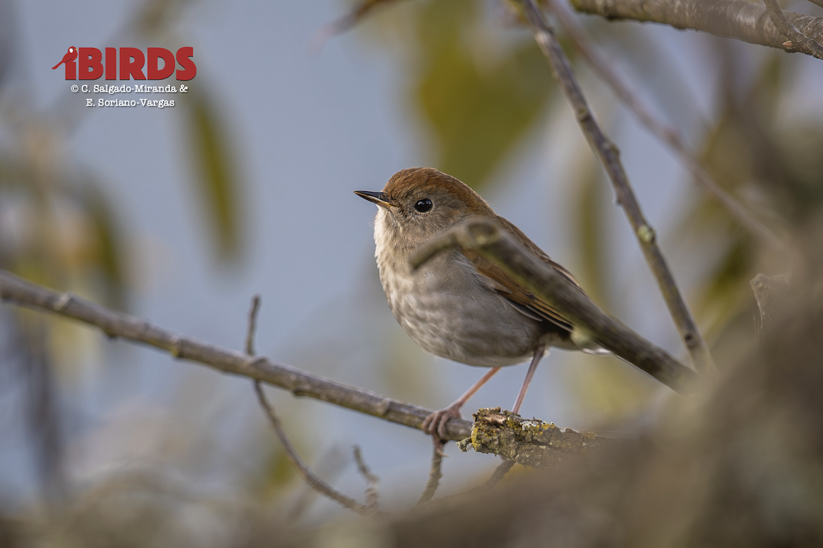 Russet Nightingale-Thrush - ML646613928
