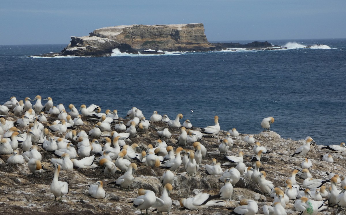 Australasian Gannet - ML646613929