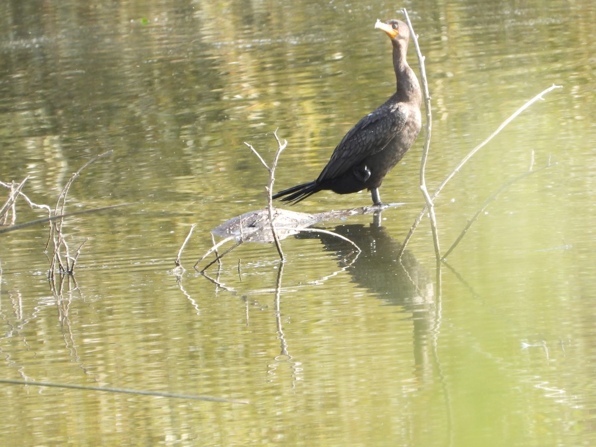 kormorán ušatý - ML646613931