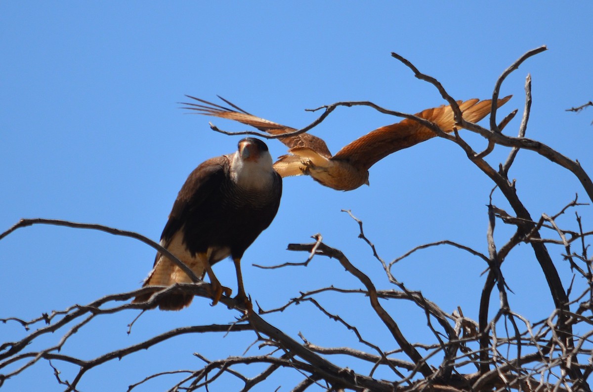 Chimango Caracara - ML646613935