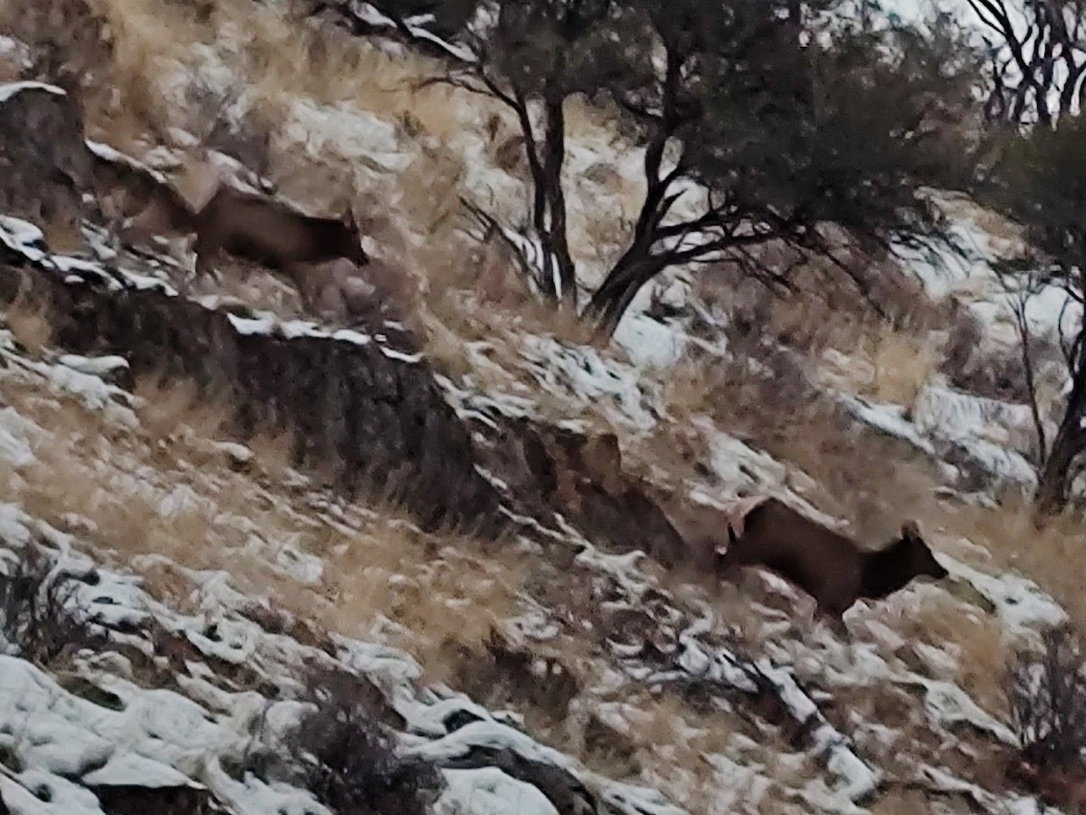 American Elk - ML646613936